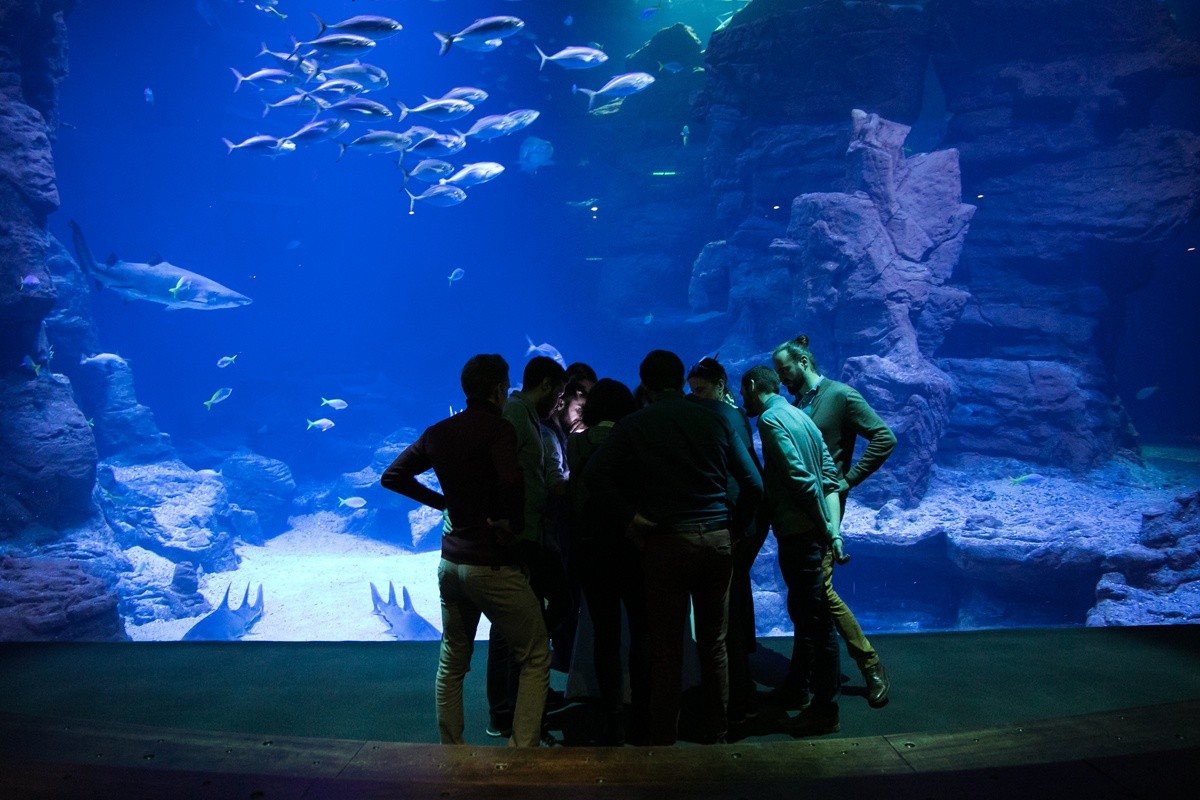 listen up Mission Odyssée Team Building Aquarium de Montpellier - Journée de séminaire - Organisateur d'événements ListenUp 