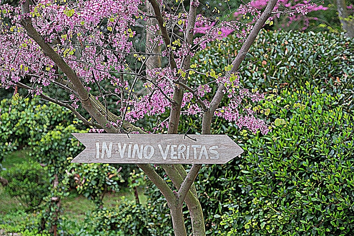 Team building sur le vin et la vigne lors de l'organisation de votre séminaire - Agence évènementiel Montpellier ListenUp